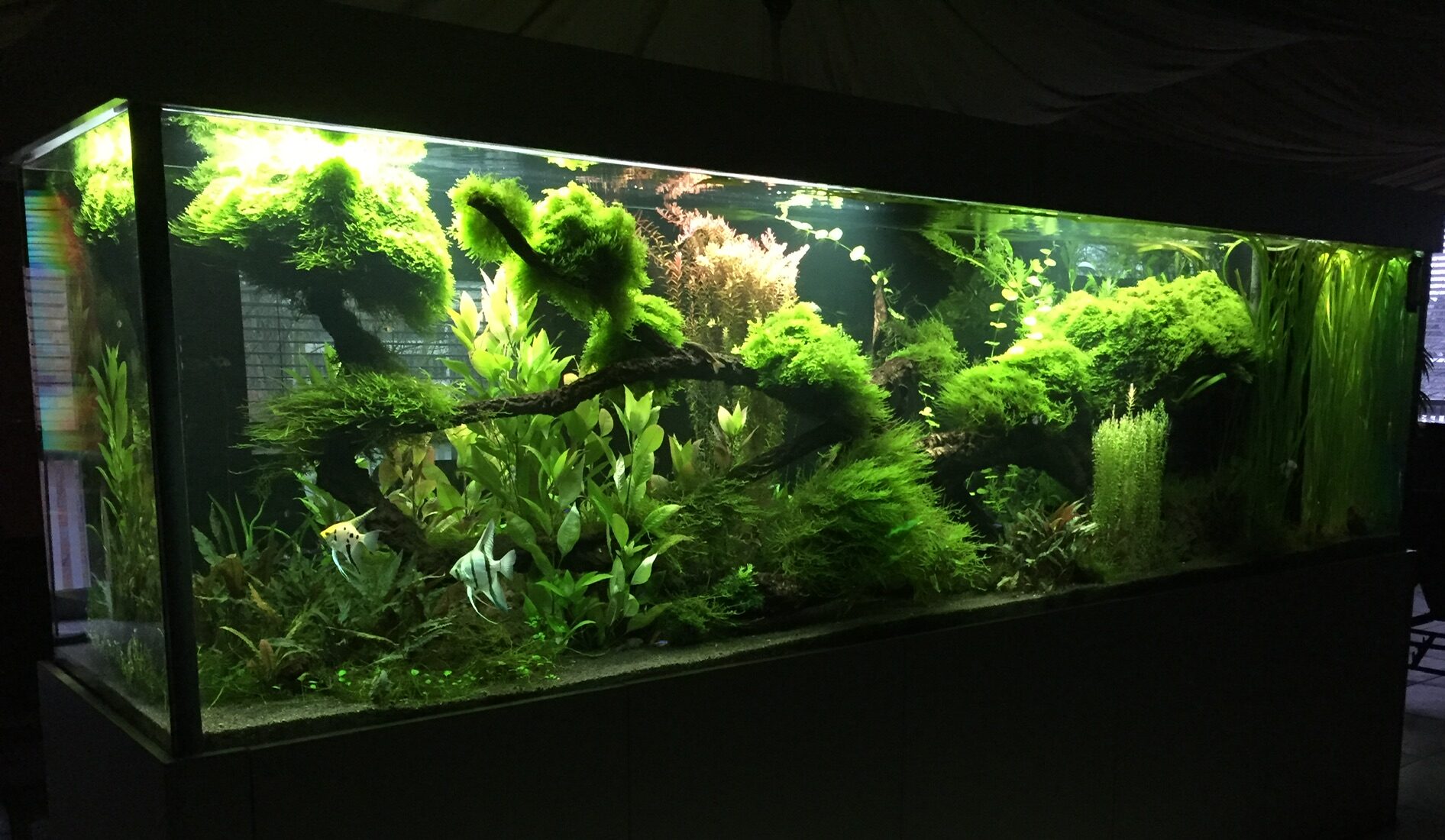 Home Aquarium Gross E1761058784355