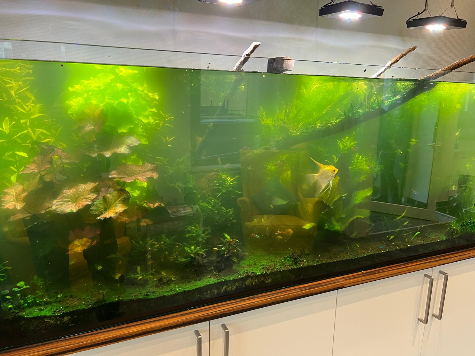 Aquarium vorher – Algen, Cyanos überall, trübes Wasser