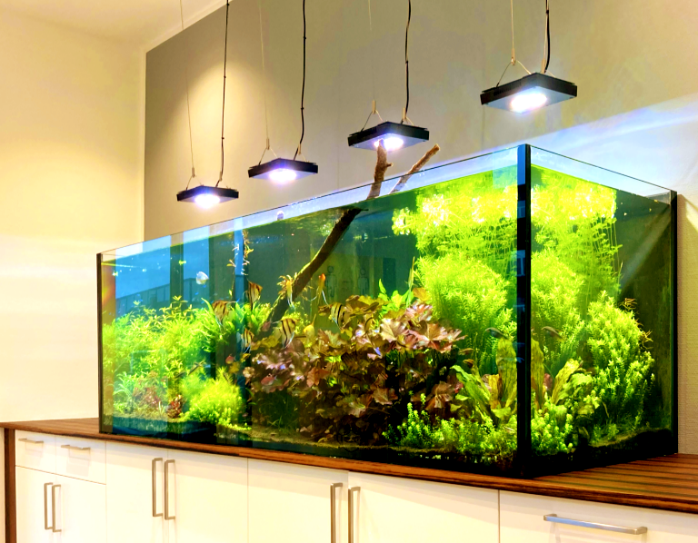 Aquarium nachher – klares, stabiles System