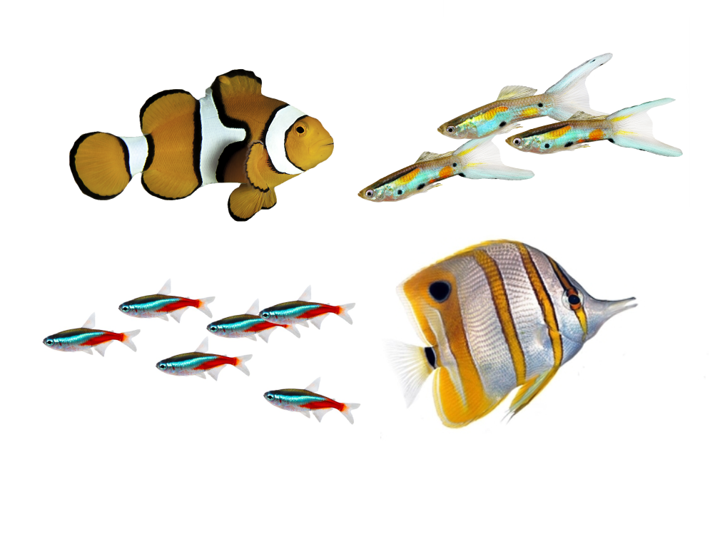 Tropic Logo Fischwelt